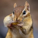 Naukowcy odkryli, że gryzonie mają z nami wspólną cechę ewolucyjną, która dała im przewagę nad innymi ssakami i pojawiła się 50 milionów lat temu.