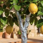 Niewiele osób wie: po co owijać drzewko cytrynowe folią aluminiową i jakie są tego zalety
